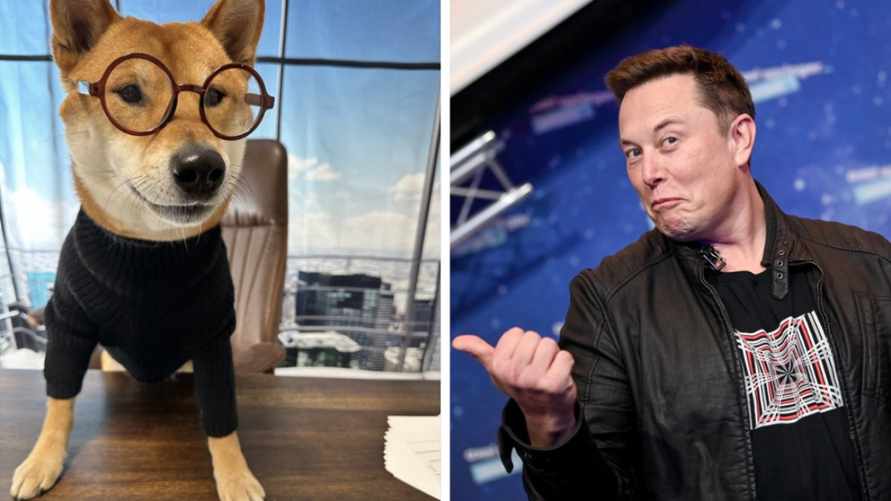Илон Маск заменил себя на собаку