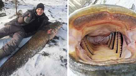 Рыбак поймал на Свислочи 40-килограмового сома — «Минут 30 повоевал»