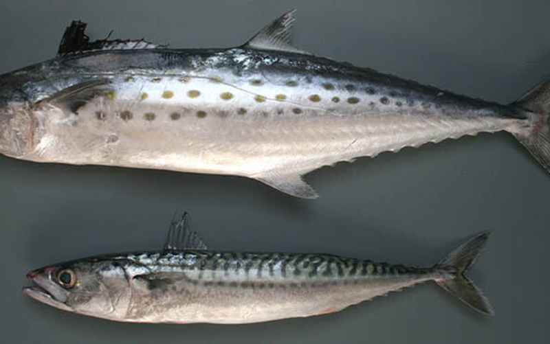 Макрель сверху, скумбрия снизу.