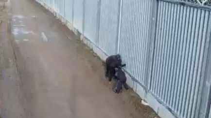 В Польше на границе задержали 5 человек, перебрасывающих вещи в Беларусь