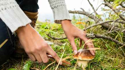 В МНС рассказали, как пристально следят за белорусскими грибниками, чтобы те платили налог