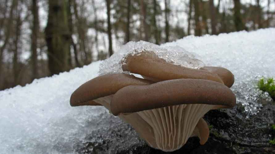 Вешенка осенняя и зимняя.