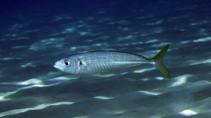 А вот так скумбрия выглядит в море, пока ее не словили