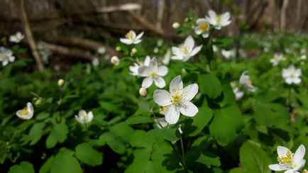 Штраф до 1110 руб. В Минприроды предупредили, за срыв каких весенних цветов накажут белорусов