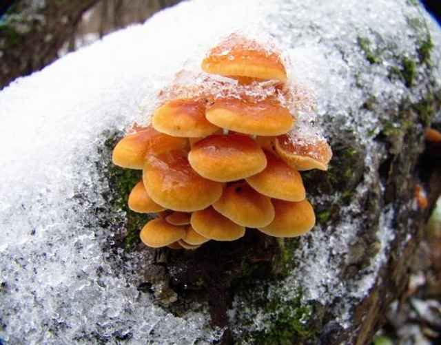 Зимние опята, как и их осенних сородичей, можно встретить на поваленных деревьях и пнях.