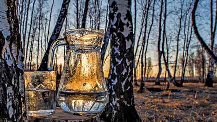 Кому из белорусов дадут штраф в 740 рублей за сбор березового сока? Рассказали в лесхозах