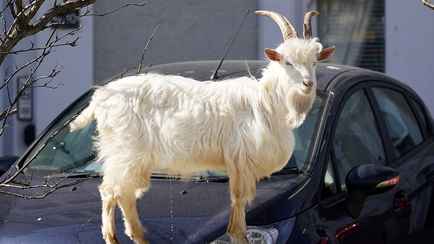 В Беларуси нашли диких коз. Они устраивают ДТП