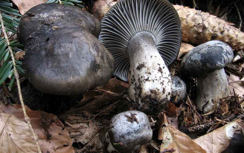 Гигрофор ранний (мартовский) — съедобный гриб рода гигрофоров семейства Гигрофоровых. Его ещё так и называют - снежный гриб.