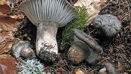 Когда в Беларуси пойдут первые грибы? Уже. А есть их можно?