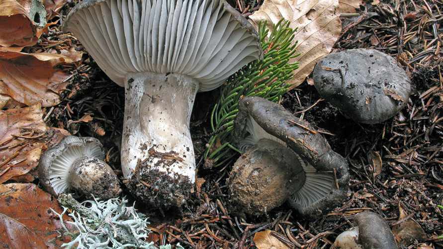 Когда в Беларуси пойдут первые грибы? Уже. А есть их можно?