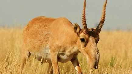 Глава Калмыкии рассказал о важности сайгаков и «мест силы» для развития отношений с Беларусью