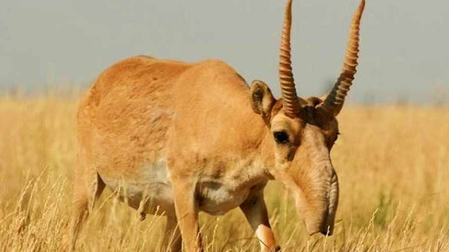 Глава Калмыкии рассказал о важности сайгаков и "мест силы" для развития отношений с Беларусью