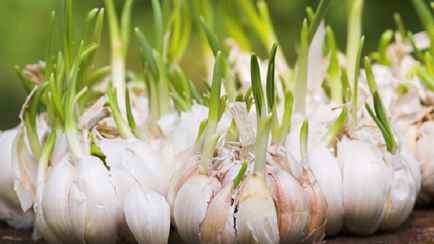 Можно ли есть проросший чеснок? Есть лишь один случай, когда он принесет вред