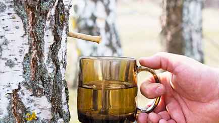 Почему березовый сок называют «эликсиром жизни»? Вот кому из белорусов его нужно пить обязательно