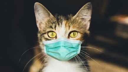 Власти Британии хотели усыпить всех домашних котов из-за COVID-19