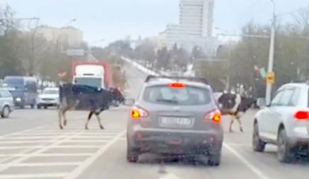 В Минске коровы остановили движение авто