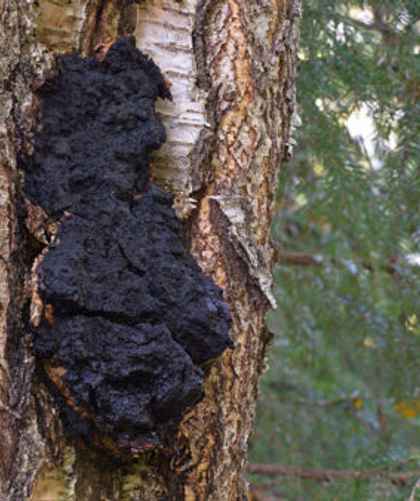 Трутовик скошенный или Инонотус скошенный — вид грибов рода Инонотус (Inonotus), который ещё называют чага, или берёзовый гриб.