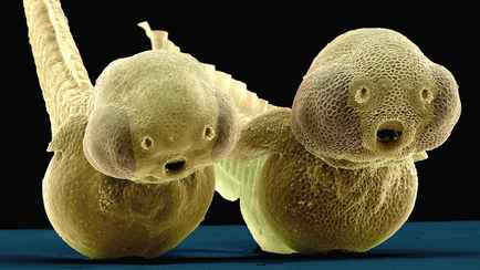 В Беларуси нашли новый вид древних бактерий