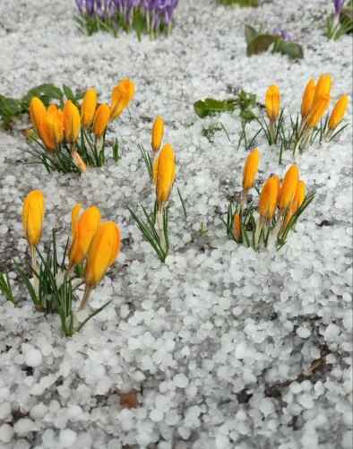 Фото из телеграм-канала @nadvorie