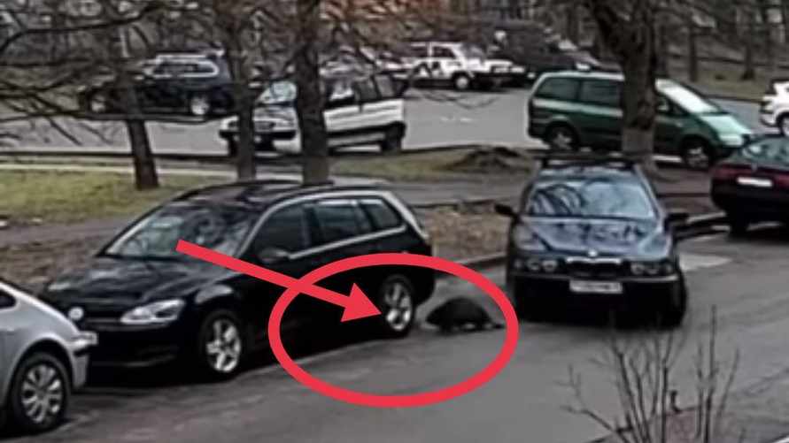 В Слуцке задержали бобра, напугавшего водителя прямо во дворе дома