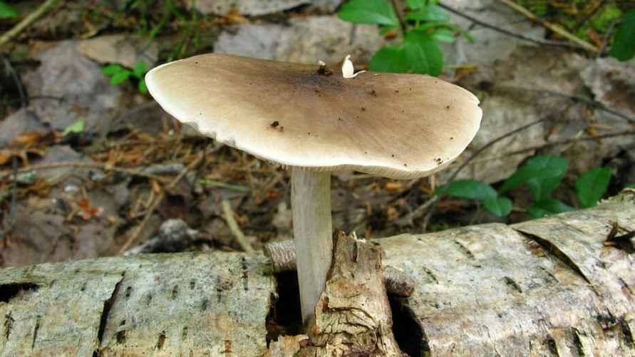 Олений гриб