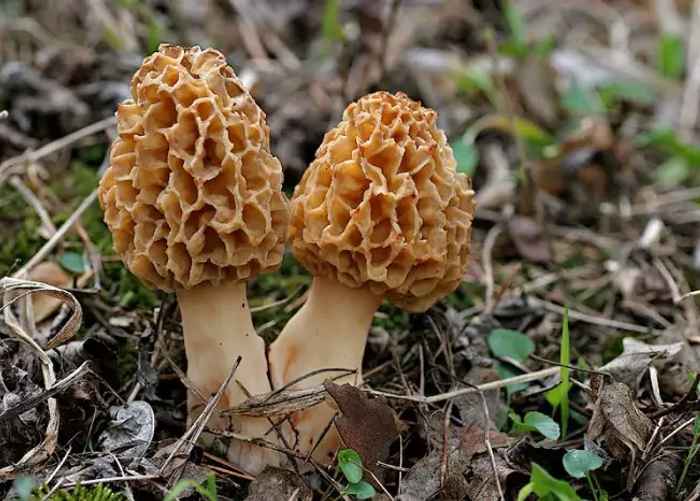 А вот сморчки, вопреки некоторым мнениям, съедобные грибы и не требуют многочисленного вываривания. Им достаточно простой термообработки.