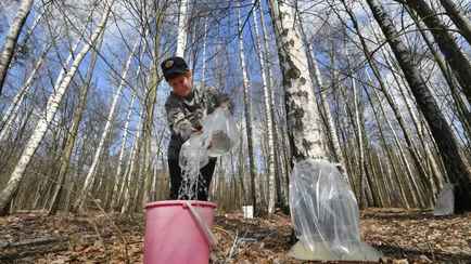 Где в Беларуси дешевле купить березовый сок в 2023 году? Цены отличаются в разы
