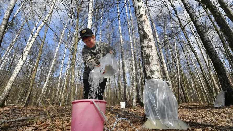 Где в Беларуси дешевле купить березовый сок в 2023 году? Цены отличаются в разы