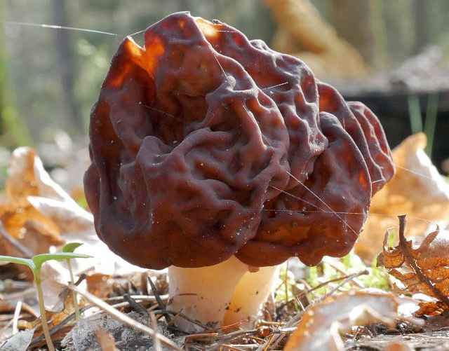 Строчок — род сумчатых грибов, который часто путают со съедобными сморчками. В сыром виде строчки смертельно ядовиты!!!