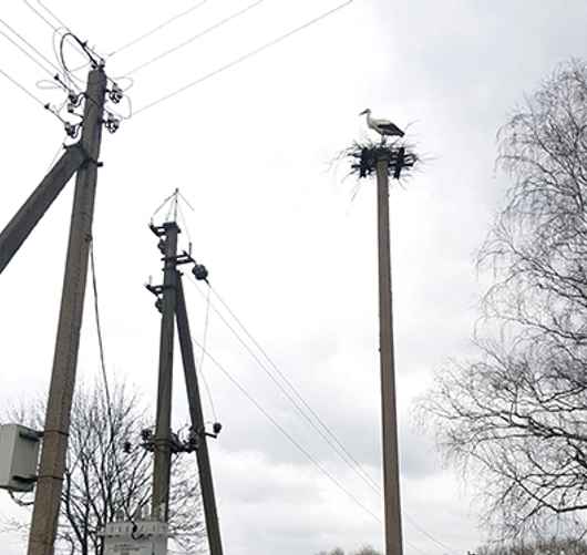 Фото: электросети Глусского района