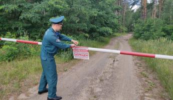 В шести районах Беларуси ввели ограничения на посещение леса