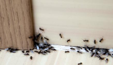 Как избавиться от муравьев в доме? Нашли 5 простых домашних средств