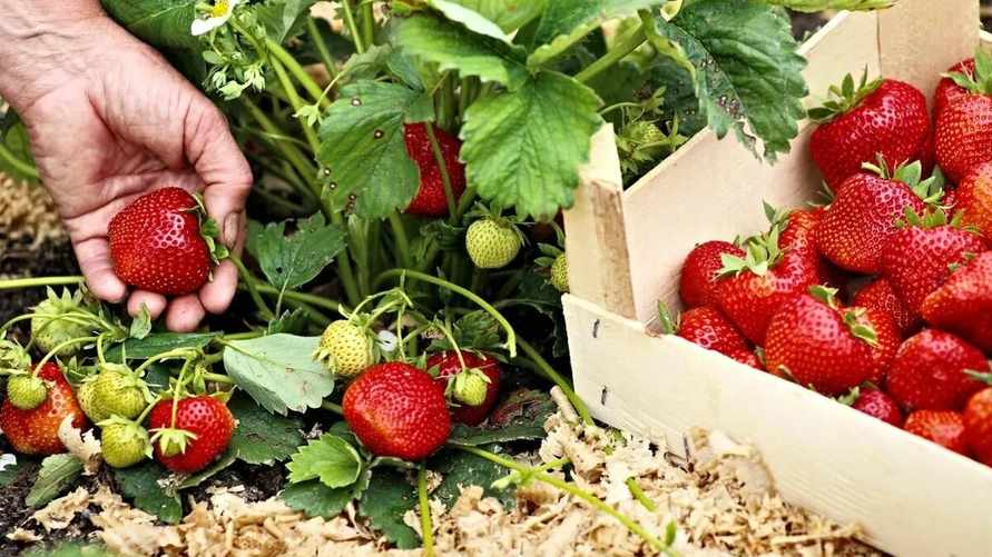 Как правильно посадить клубнику? Тогда вырастет сладкой и сочной