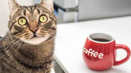 Зачем менять латте на черный кофе? Желающим похудеть читать обязательно