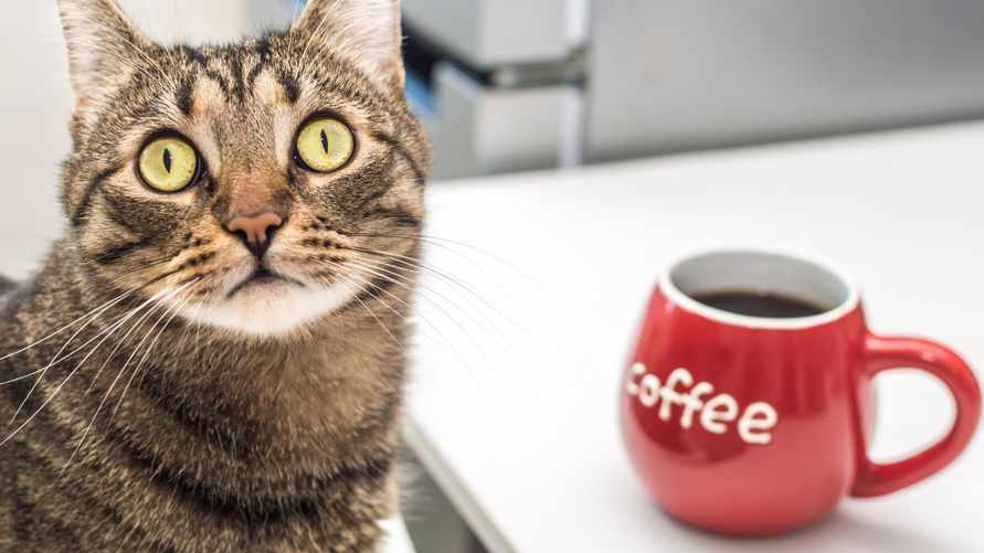 Зачем менять латте на черный кофе? Желающим похудеть читать обязательно