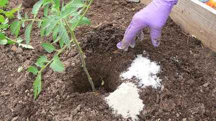 Зачем рассыпать сахар на огороде? Понравится всем вашим растениям