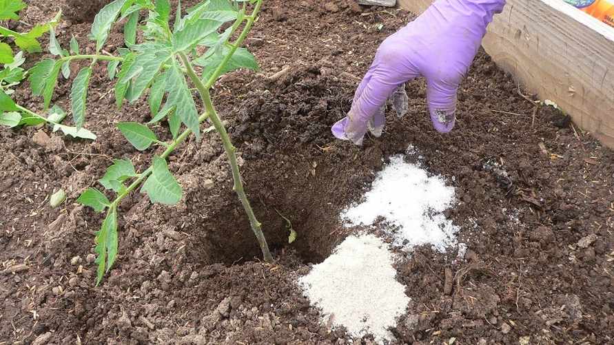 Зачем рассыпать сахар на огороде? Понравится всем вашим растениям
