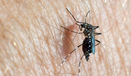 В Европе появился новый вид комаров, которые разносят опасные вирусы. Угрожают ли белорусам?