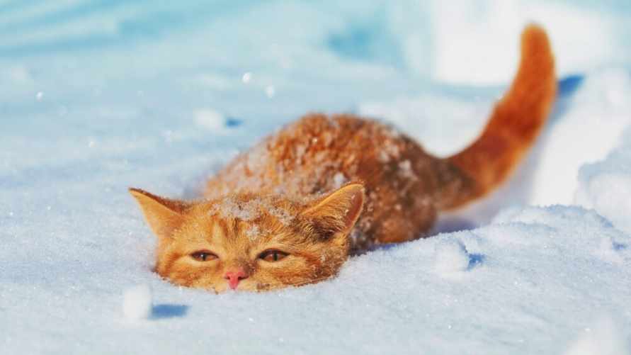 На понедельник в Беларуси снова желтый уровень. Где пойдет снег?