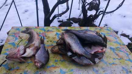 В Гомельской области рыбака обвинили в ущербе на 6549 рублей. За что?