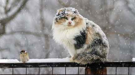 В Беларусь холодный фронт принесет снег? Что будет с температурой и грозами 25-27 апреля