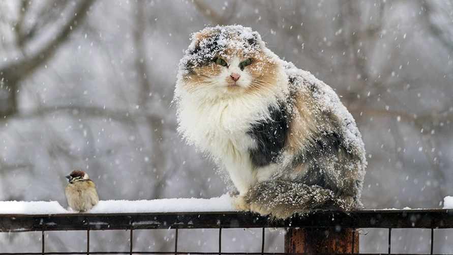 В Беларусь холодный фронт принесет снег? Что будет с температурой и грозами 25-27 апреля