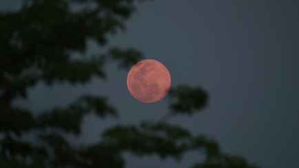 Почему луна над Беларусью стала розовой? Объяснили ученые