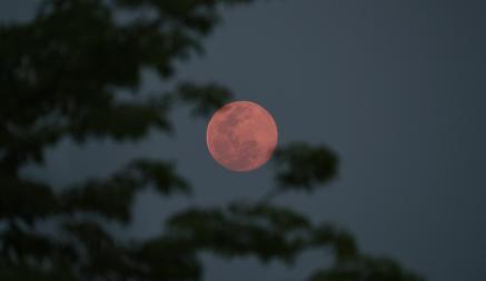 Почему луна над Беларусью стала розовой? Объяснили ученые