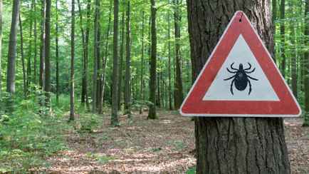 В марте 2023 года клещи покусали в 3 раза больше белорусов, чем в прошлогоднем