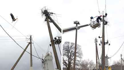 Аист пять раз оставлял деревню под Могилевом без электричества