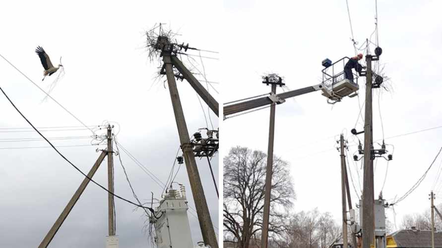 Аист пять раз оставлял деревню под Могилевом без электричества
