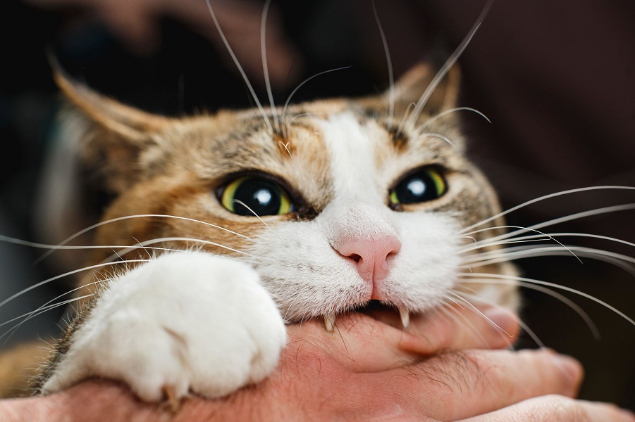Народные приметы и суеверия о кошках (23 фото)