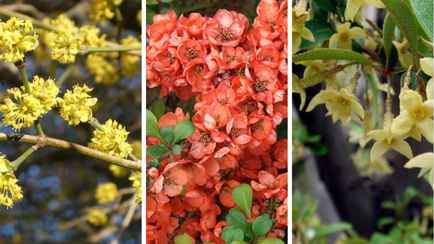 Какие необычные кустарники посадить белорусам, чтобы и сад украсить, и урожай получить?