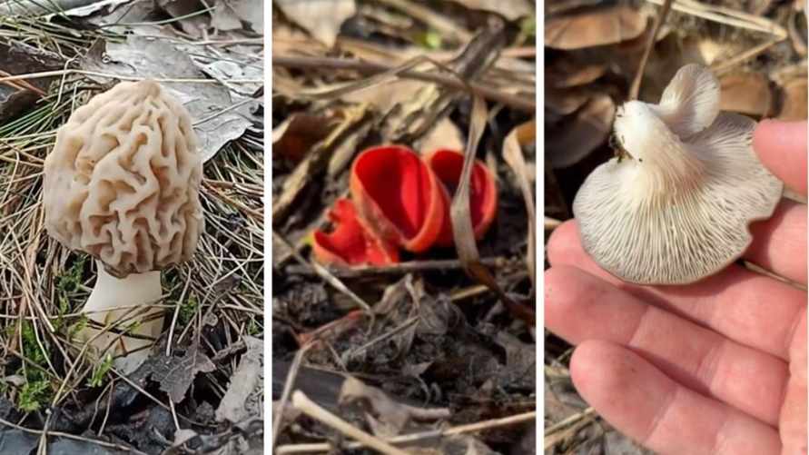 Не только «эльфову чашу». Какие грибы в Беларуси собирают уже в апреле?
